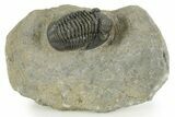 Detailed Gerastos Trilobite Fossil - Morocco #377238-3
